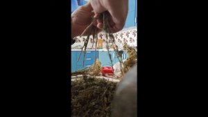 Заготовка тысячелистника.