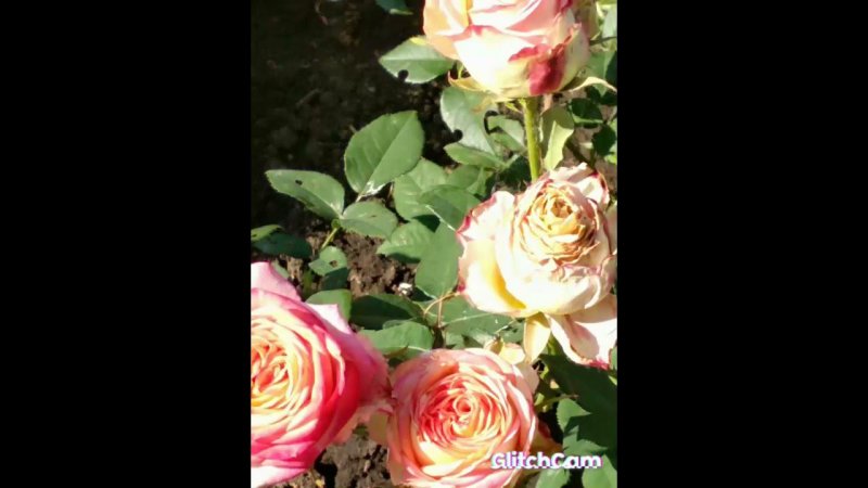 rose's  розы