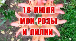 18 июля. Мои лилии и розы.mp4