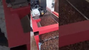 Получение кедрового ореха из кедровой шишки