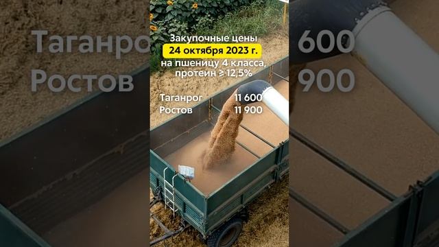 Закупочные цены 24.10.2023г. на пшеницу 4 класса (протеин ≥ 12,5%) в портах Азовского и Чёрного моря