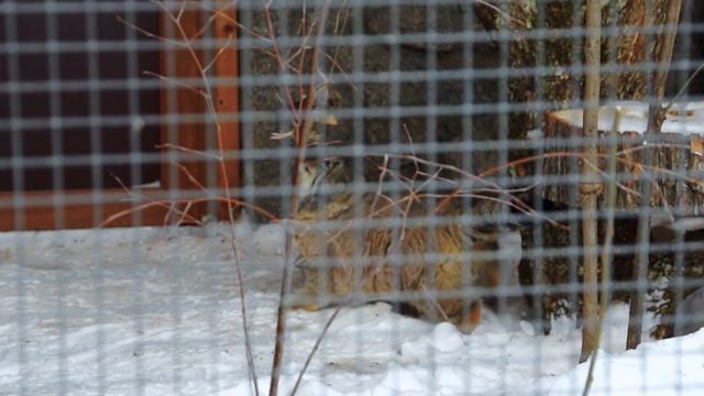 Манул Свэн настиг добычу, ходил с ней по кругу и вкусно пообедал. Ленинградский зоопарк смотреть онлайн