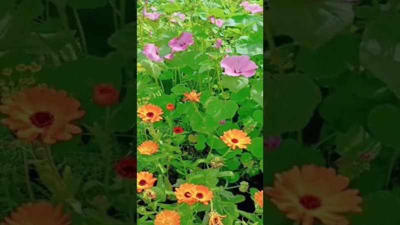 Карточка видео