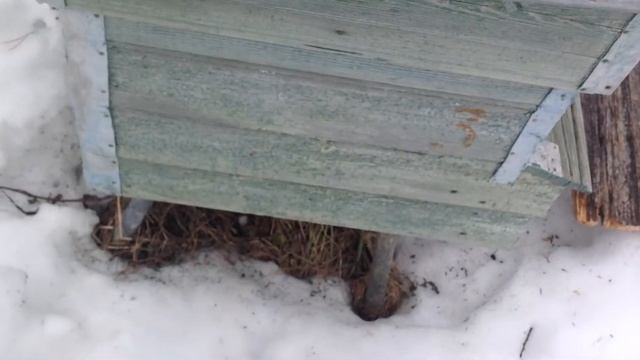Весенняя подкормка пчёл. Костромская обл.//Северная пчела.