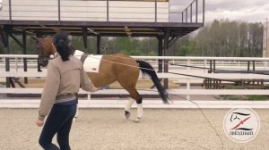 Ксения Морозкина. Работа с лошадью на вожжах.