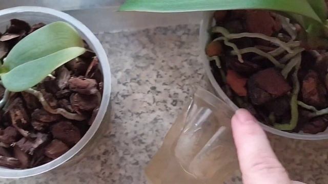 Полив и обзор орхидей 20.08.2023г. Часть 2.???