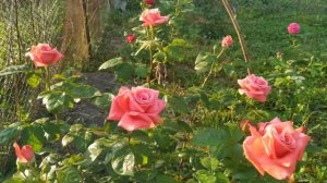 Роза Валентина (селекция Усынин), посадка осень 2020г. Съемка 26/06/2021г.