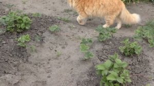 Красивый рыжий кот гуляет по даче)