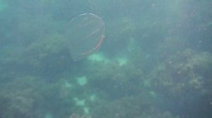 Медуза мнемиопсис (Mnemiopsis leidyi) с бегающими по ней огоньками (Чёрное море, мыс Фиолент)