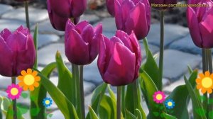 Тюльпан ранний Пурпурный принц. Краткий обзор, описание характеристик Purple prince