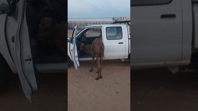 Camel training camp in desert. baby camel looking food.#beautiful #camel race#viral