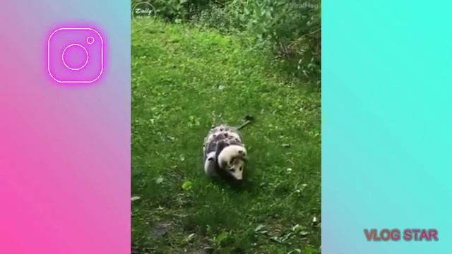 Милые животные которые тронут ваше СЕРДЦЕ♥️🥰 смотреть онлайн