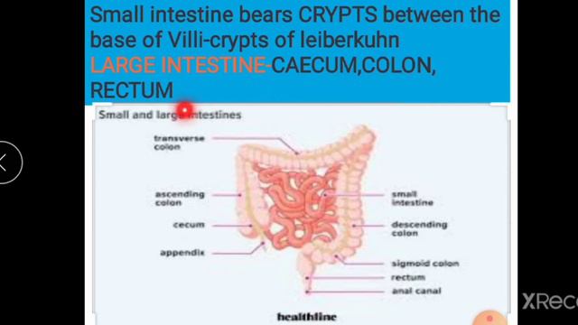 DIGESTIVE GLANDS смотреть онлайн