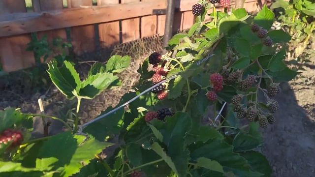 Влог. 1 АВГУСТА! Яблочное настроение. Заготовили дров. Душевные посиделки с доченькой.