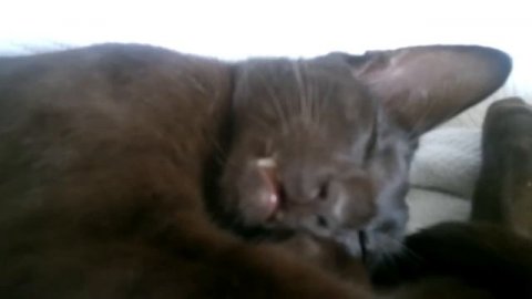 ориентал отвечает