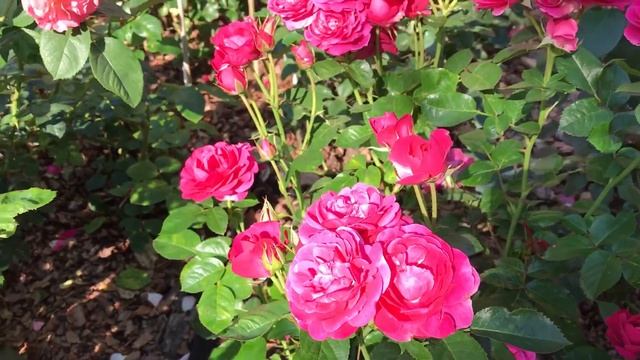 Розы Дэвида Остина , Гийо. смотреть онлайн