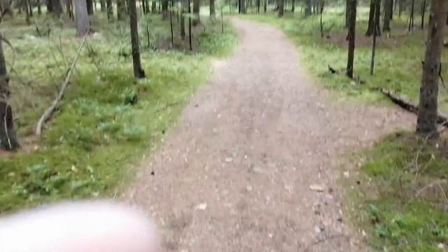 Утренний лес 02 смотреть онлайн