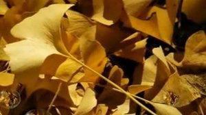 Симметрия в природе и технике