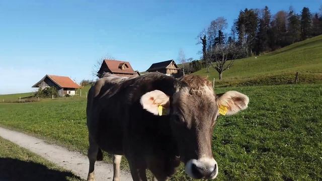 Пешая прогулка по налоговому раю в Швейцарии смотреть онлайн