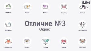 5 отличий вельш корги пемброка от вельш корги кардигана на ilikepet