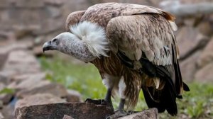 САМЫЕ ОПАСНЫЕ ПТИЦЫ: ИХ ЛУЧШЕ ОБХОДИТЬ СТОРОНОЙ