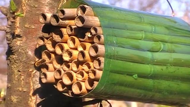 Новый домик для пчел осмий смотреть онлайн