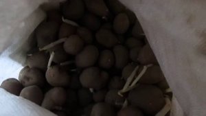 Хранение картофеля зимой