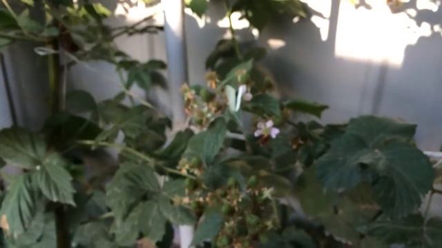 Полёт бабочки смотреть онлайн