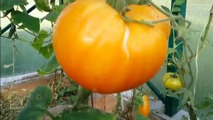 Томат "Армянский" Биколор красно - оранжевый, 2.072 кг с 1 куста в один ствол.