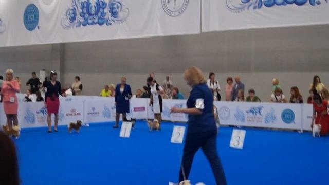 WDS 2016-чихуахуа длинношерстные-ринг кобелей Чемпионов