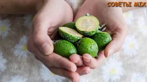 Эффективное средство фейхоа с медом для профилактики и лечения щитовидной железы