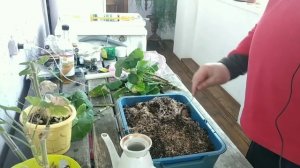 Черенкование и посадка герани - пеларгонии. Секреты - Корневин, Парафин, Опилки.