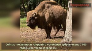 По следам дикой природы  Приокско-Террасный заповедник.