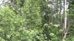 Святые родники Валдая. Часть 5. Легенды медвежьего края.