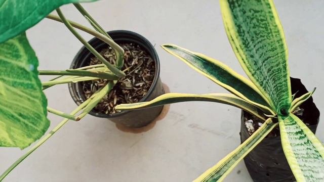 New Plants From Nursery