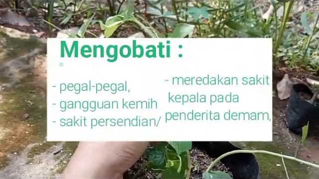 Tanaman Obat Sirih Cina / Ketumpang Air | Manfaat Sirih Cina смотреть онлайн