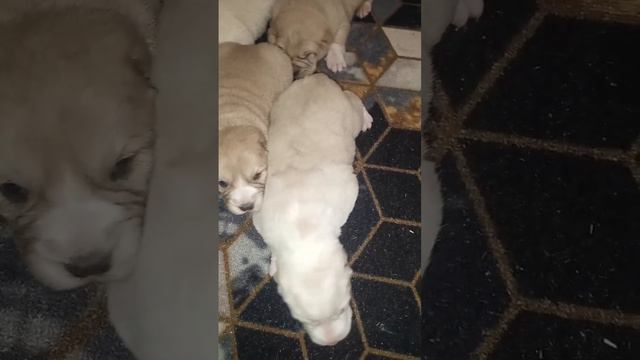 щенки алабаев. нам 14 дней вес 2,500 смотреть онлайн