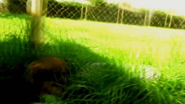 Canon sx130 test video HD смотреть онлайн