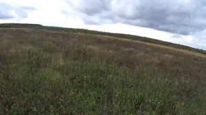 Охота с бретоном