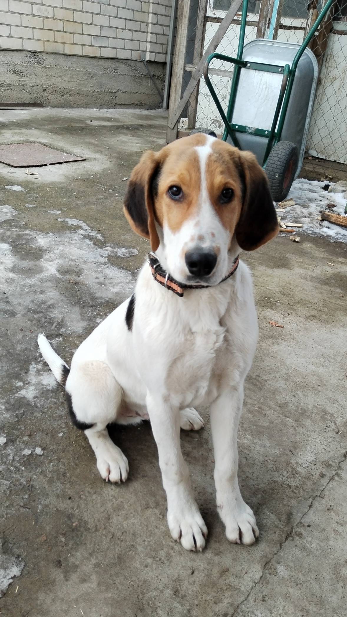 Прогулка с Полегоном! Русский пегий гончий! смотреть онлайн