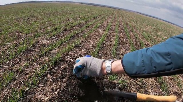 Фунгицид Топсин-М, КС на озимой пшенице вместе с КАС 28 смотреть онлайн