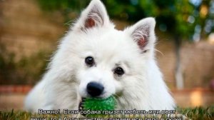 Американский эскимосский шпиц: особенности