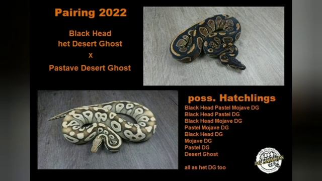 Zuchtplanung 2022 - Black Head Desert Ghost Projekt - Königspython (Ball Python / Python Regius)
