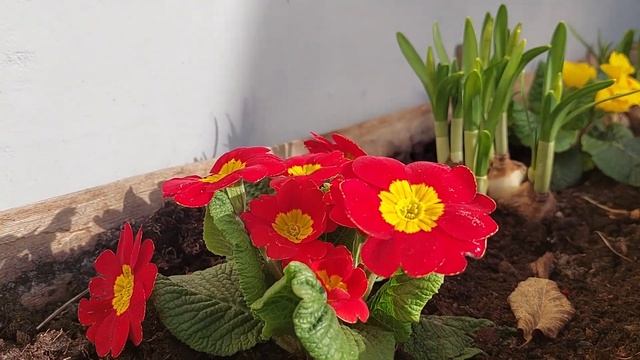 Samsung Galaxy A52 5G: camera test (Full HD, 30 fps) смотреть онлайн