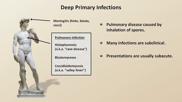 An Overview of Fungal Infections (Fungal Infections - Lesson 2) смотреть онлайн