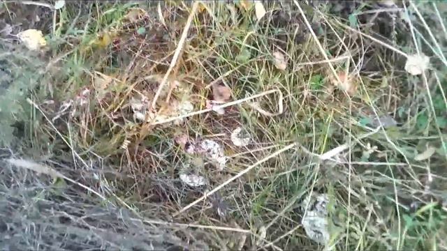 Сбор груздей в Звенигороде. 10.10.2017. смотреть онлайн