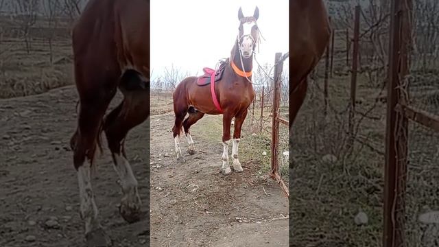 Заттар! Турушуна карагылачы чиркин Ноокаттын Аты бул тарбия алганда