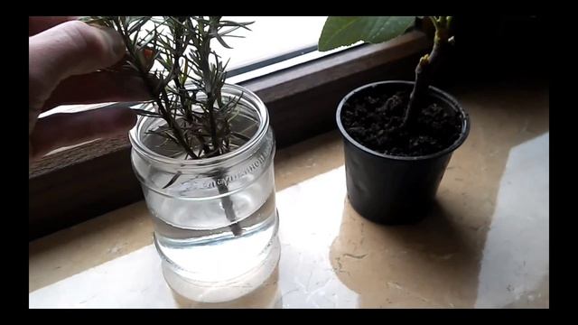 Розмарин пускает корни ( часть 2-я) смотреть онлайн