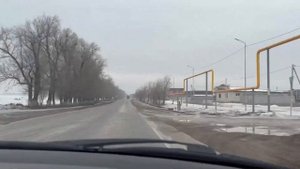 Алоказия Макрориза