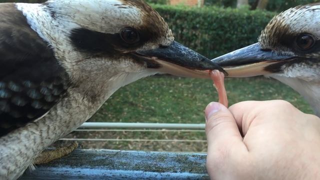 Kookaburra vs Human vs Kookaburra смотреть онлайн